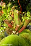 Heliamphora minor - kliknij aby zobaczyć zdjęcie. Heliamphora minor