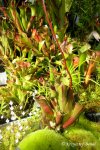Heliamphora minor - kliknij aby zobaczyć zdjęcie. Heliamphora minor