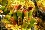 Heliamphora pulchella (Apacapa Tepui) - kliknij aby zobaczyć zdjęcie. Heliamphora pulchella (Apacapa Tepui)