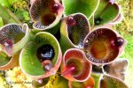 Heliamphora pulchella (Apacapa Tepui) - kliknij aby zobaczyć zdjęcie. Heliamphora pulchella (Apacapa Tepui)