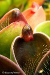 Heliamphora pulchella (Apacapa Tepui) - kliknij aby zobaczyć zdjęcie. Heliamphora pulchella (Apacapa Tepui)