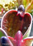 Heliamphora pulchella (Apacapa Tepui) - kliknij aby zobaczyć zdjęcie. Heliamphora pulchella (Apacapa Tepui)