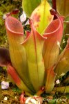 Heliamphora huberi (Amuri Tepui) - kliknij aby zobaczyć zdjęcie. Heliamphora huberi (Amuri Tepui)