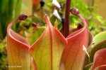 Heliamphora huberi (Amuri Tepui) - kliknij aby zobaczyć zdjęcie. Heliamphora huberi (Amuri Tepui)