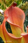 Heliamphora huberi (Amuri Tepui) - kliknij aby zobaczyć zdjęcie. Heliamphora huberi (Amuri Tepui)