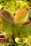Heliamphora pulchella (Amuri Tepui) - kliknij aby zobaczyć zdjęcie. Heliamphora pulchella (Amuri Tepui)