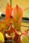 Heliamphora nutans - kliknij aby zobaczyć zdjęcie. Heliamphora nutans