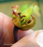 Heliamphora pulchella (Amuri Tepui) - kliknij aby zobaczyć zdjęcie. Heliamphora pulchella (Amuri Tepui)
