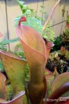 Heliamphora nutans - kliknij aby zobaczyć zdjęcie. Heliamphora nutans
