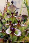 Heliamphora x ? - kliknij aby zobaczyć zdjęcie. Heliamphora x ?