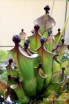 Heliamphora x ? - kliknij aby zobaczyć zdjęcie. Heliamphora x ?