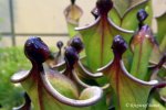Heliamphora x ? - kliknij aby zobaczyć zdjęcie. Heliamphora x ?