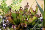 Heliamphora x ? - kliknij aby zobaczyć zdjęcie. Heliamphora x ?