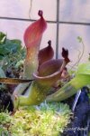 Heliamphora ionasii (Ilu Tepui) - kliknij aby zobaczyć zdjęcie. Heliamphora ionasii (Ilu Tepui)