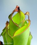 Heliamphora nutans Giant Form - kliknij aby zobaczyć zdjęcie. Heliamphora nutans Giant Form