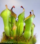 Heliamphora nutans Giant Form - kliknij aby zobaczyć zdjęcie. Heliamphora nutans Giant Form