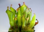 Heliamphora nutans Giant Form - kliknij aby zobaczyć zdjęcie. Heliamphora nutans Giant Form