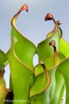 Heliamphora nutans Giant Form - kliknij aby zobaczyć zdjęcie. Heliamphora nutans Giant Form