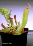 Heliamphora tatei (Cerro Duida) x folliculata (Aparaman Tepui) - kliknij aby zobaczyć zdjęcie. Heliamphora tatei (Cerro Duida) x folliculata (Aparaman Tepui)