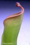 Heliamphora tatei (Cerro Duida) x folliculata (Aparaman Tepui) - kliknij aby zobaczyć zdjęcie. Heliamphora tatei (Cerro Duida) x folliculata (Aparaman Tepui)