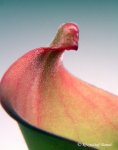 Heliamphora tatei (Cerro Duida) x folliculata (Aparaman Tepui) - kliknij aby zobaczyć zdjęcie. Heliamphora tatei (Cerro Duida) x folliculata (Aparaman Tepui)