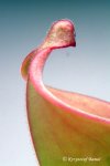 Heliamphora tatei (Cerro Duida) x folliculata (Aparaman Tepui) - kliknij aby zobaczyć zdjęcie. Heliamphora tatei (Cerro Duida) x folliculata (Aparaman Tepui)