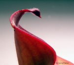 Heliamphora huberi (Bonnetia forest) - kliknij aby zobaczyć zdjęcie. Heliamphora huberi (Bonnetia forest)