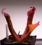 Heliamphora huberi (Bonnetia forest) - kliknij aby zobaczyć zdjęcie. Heliamphora huberi (Bonnetia forest)