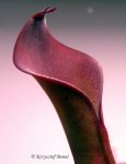 Heliamphora huberi (Bonnetia forest) - kliknij aby zobaczyć zdjęcie. Heliamphora huberi (Bonnetia forest)