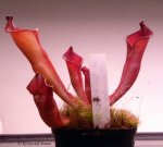 Heliamphora folliculata (Murosipan Tepui, Venezuela) - kliknij aby zobaczyć zdjęcie. Heliamphora folliculata (Murosipan Tepui, Venezuela)