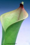 Heliamphora tatei (Cerro Duida) x folliculata (Aparaman Tepui) - kliknij aby zobaczyć zdjęcie. Heliamphora tatei (Cerro Duida) x folliculata (Aparaman Tepui)