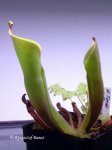 Heliamphora tatei (Cerro Duida) x folliculata (Aparaman Tepui) - kliknij aby zobaczyć zdjęcie. Heliamphora tatei (Cerro Duida) x folliculata (Aparaman Tepui)