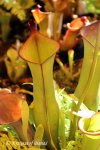 Heliamphora spec. nov. Akopan - kliknij aby zobaczyć zdjęcie. Heliamphora spec. nov. Akopan