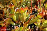Heliamphora spec. nov. Angasima - kliknij aby zobaczyć zdjęcie. Heliamphora spec. nov. Angasima