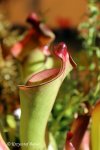 Heliamphora spec. nov. Angasima - kliknij aby zobaczyć zdjęcie. Heliamphora spec. nov. Angasima