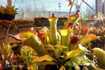 Heliamphora spec. nov. Akopan - kliknij aby zobaczyć zdjęcie. Heliamphora spec. nov. Akopan