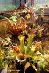 Heliamphora spec. nov. Akopan - kliknij aby zobaczyć zdjęcie. Heliamphora spec. nov. Akopan