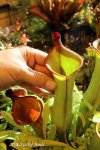 Heliamphora spec. nov. Akopan - kliknij aby zobaczyć zdjęcie. Heliamphora spec. nov. Akopan