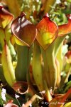 Heliamphora spec. nov. Angasima - kliknij aby zobaczyć zdjęcie. Heliamphora spec. nov. Angasima