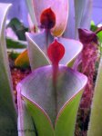 Heliamphora parva (Cerro Neblina) AW clone - kliknij aby zobaczyć zdjęcie. Heliamphora parva (Cerro Neblina) AW clone