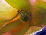 Heliamphora parva (Cerro Neblina) AW clone - kliknij aby zobaczyć zdjęcie. Heliamphora parva (Cerro Neblina) AW clone
