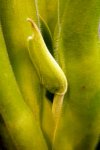 Heliamphora parva (Cerro Neblina) AW clone - kliknij aby zobaczyć zdjęcie. Heliamphora parva (Cerro Neblina) AW clone