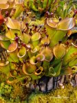 Heliamphora hybrid - kliknij aby zobaczyć zdjęcie. Heliamphora hybrid