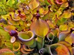 Heliamphora hybrid - kliknij aby zobaczyć zdjęcie. Heliamphora hybrid