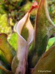 Heliamphora nutans - kliknij aby zobaczyć zdjęcie. Heliamphora nutans