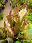 Heliamphora nutans - kliknij aby zobaczyć zdjęcie. Heliamphora nutans