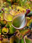 Heliamphora hybrid - kliknij aby zobaczyć zdjęcie. Heliamphora hybrid