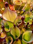 Heliamphora hybrid - kliknij aby zobaczyć zdjęcie. Heliamphora hybrid