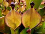 Heliamphora hybrid - kliknij aby zobaczyć zdjęcie. Heliamphora hybrid
