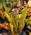 Heliamphora purpurascens - kliknij aby zobaczyć zdjęcie. Heliamphora purpurascens